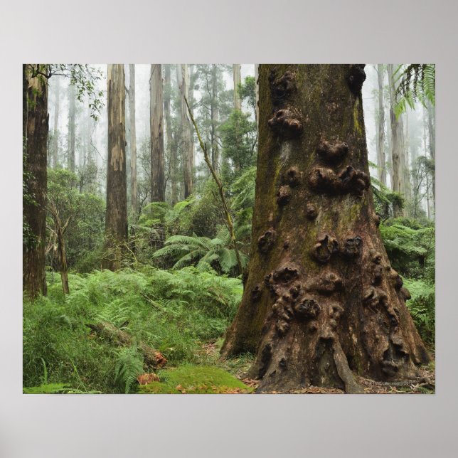 This remarkable tree grows in the Dandenong Poster (Front)