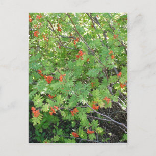 This tree is called Rowan in English (scientific n Postcard
