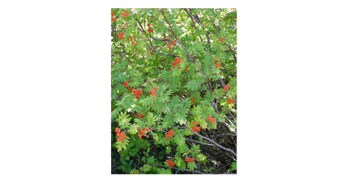 This tree is called Rowan in English (scientific n ...
