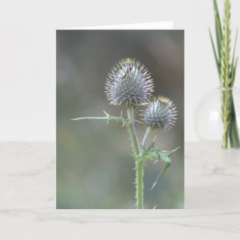 Thistle Card by henkvk at Zazzle