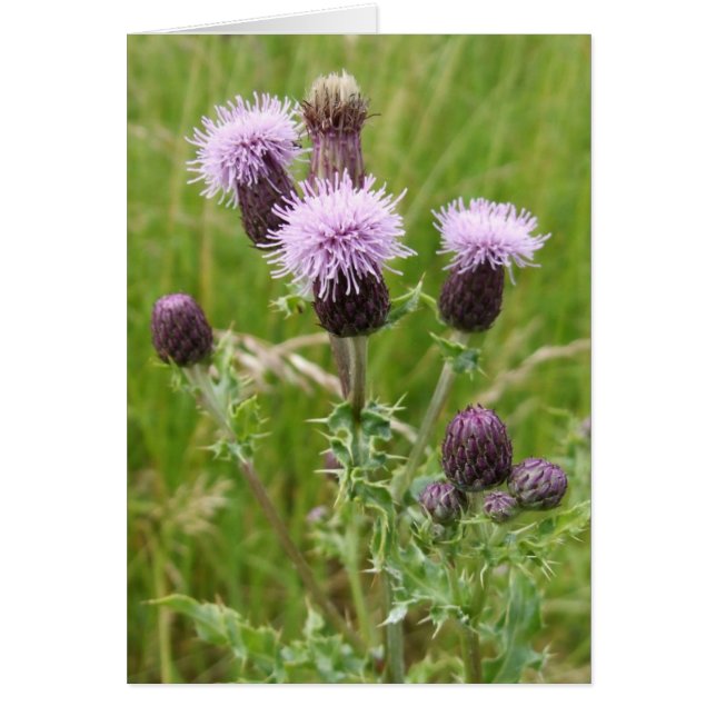 Thistle Card (Front)