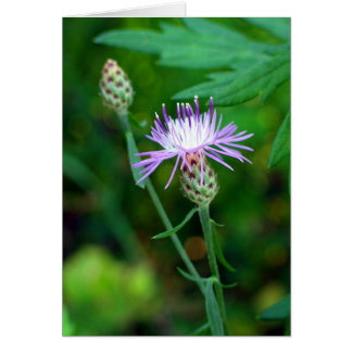 Thistle Cards