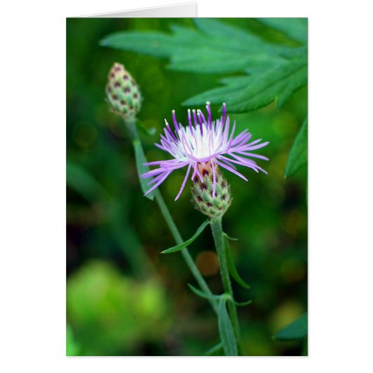 Thistle Cards (Front)
