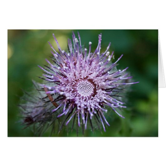 Thistle Cards (Front Horizontal)