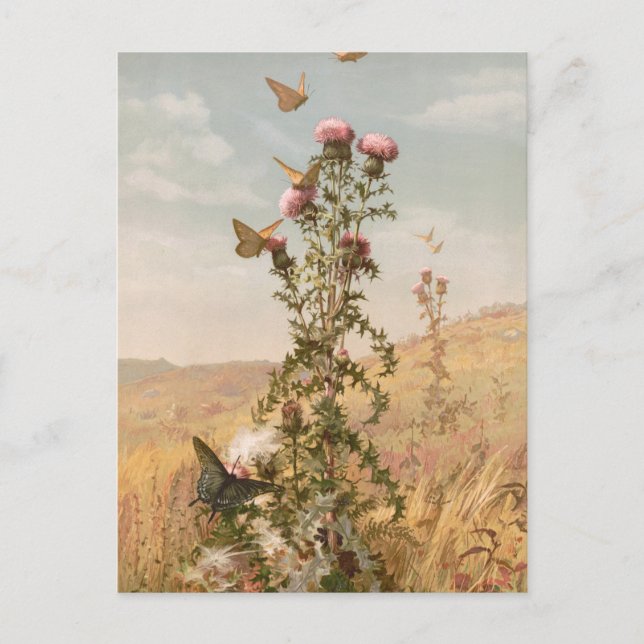 Thistle | Fidelia Bridges Postcard (Front)