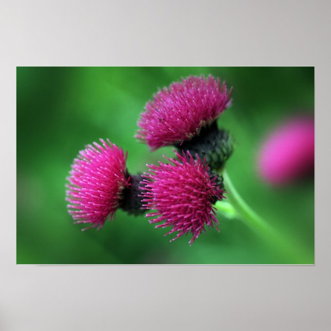Thistle flower Poster (Front)