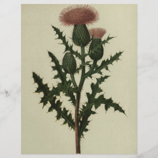 Thistle From Flowers and Ferns of America Paper