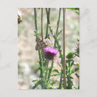 Thistle Love Postcard