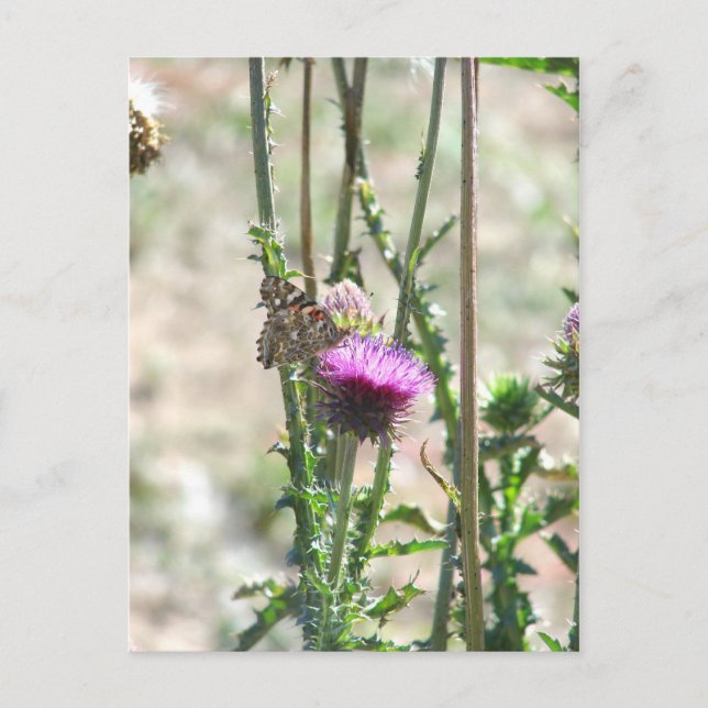Thistle Love Postcard (Front)