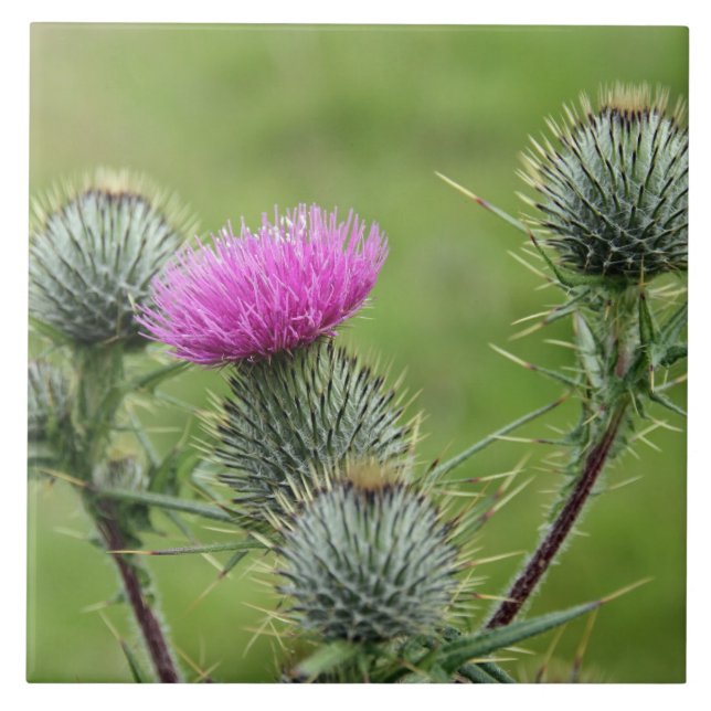Thistle, national flower of Scotland Ceramic Tile (Front)