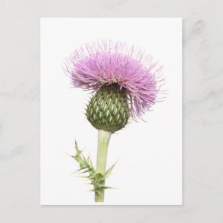 Thistle Postcard