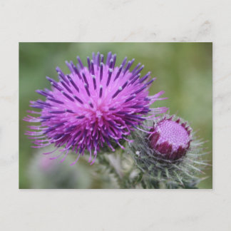 Thistle Postcard