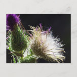 Thistle postcard