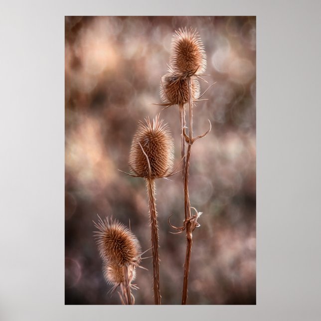 Thistle Poster (Front)