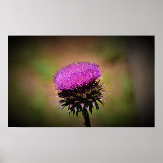 Thistle,  poster