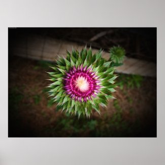 Thistle,  poster