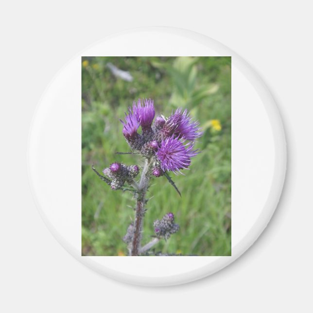 thistle purple magnet (Front)