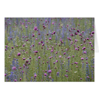 Thistle & Purple Strife Wild Flowers Cards