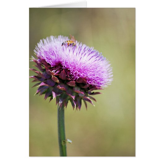 "Thistle with Bee" collection Cards (Front)