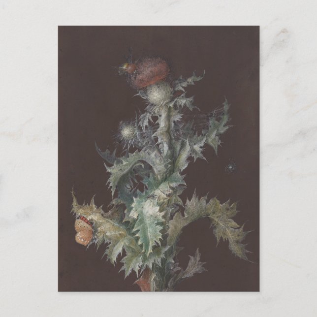 Thistle with Insects 1755 Johann C. Dietzsch Postcard (Front)