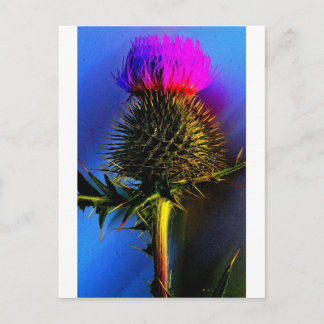 Thistles, The flower of Scotland. Postcard