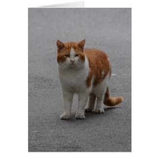 Thomas Ginger And White Cat Cards