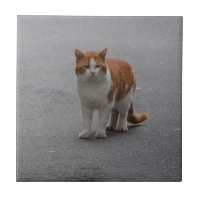 Thomas Ginger And White Cat Ceramic Tile (Front)