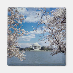 Thomas Jefferson Memorial with Cherry Blossoms Magnet