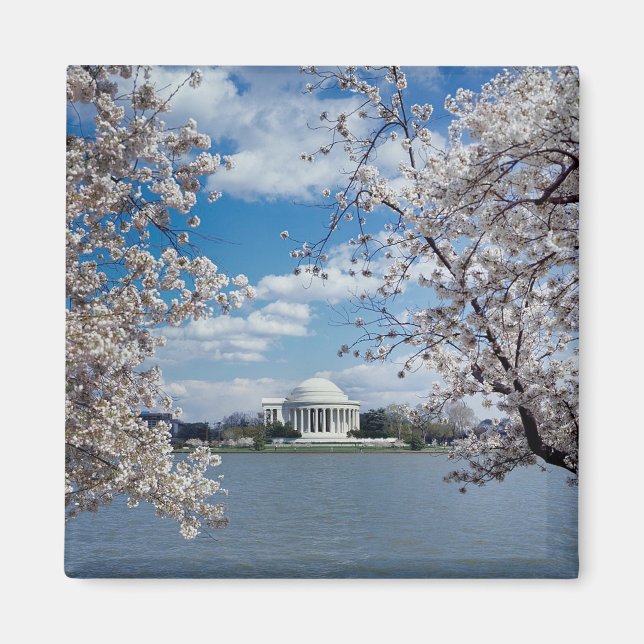 Thomas Jefferson Memorial with Cherry Blossoms Magnet (Front)