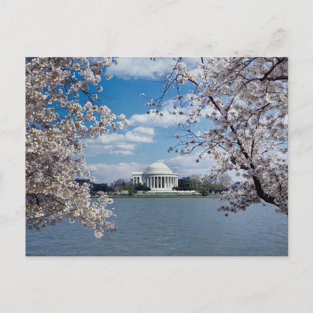 Thomas Jefferson Memorial with Cherry Blossoms Postcard (Front)