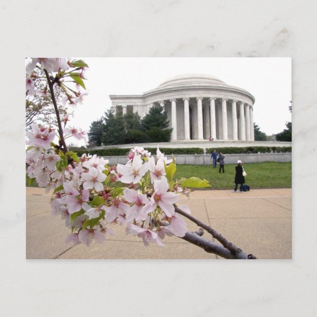 Thomas Jefferson Memorial with cherry blossoms Postcard (Front)