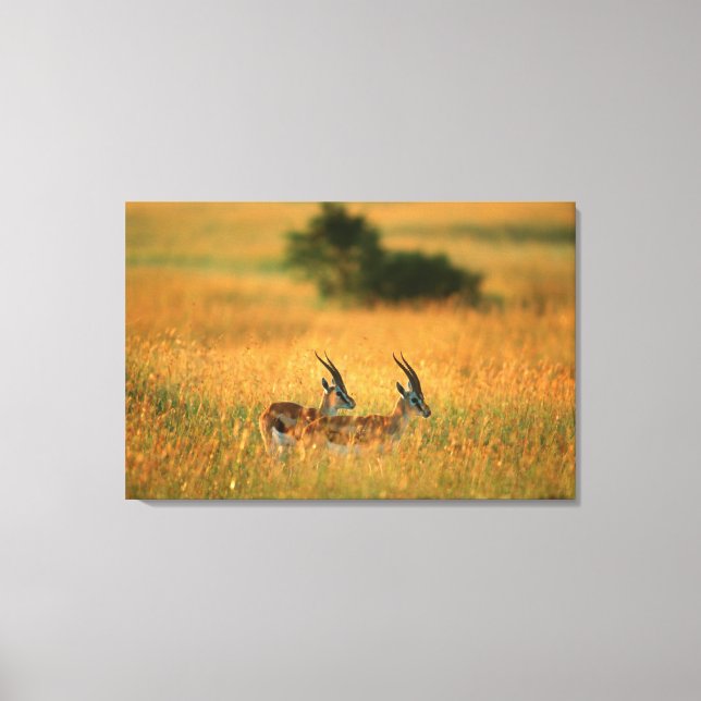 Thomson's Gazelle (Gazella Thomsonii) At Dawn Canvas Print (Front)