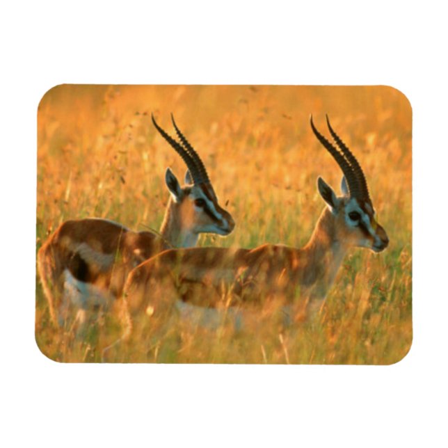 Thomson's Gazelle (Gazella Thomsonii) At Dawn Magnet (Horizontal)