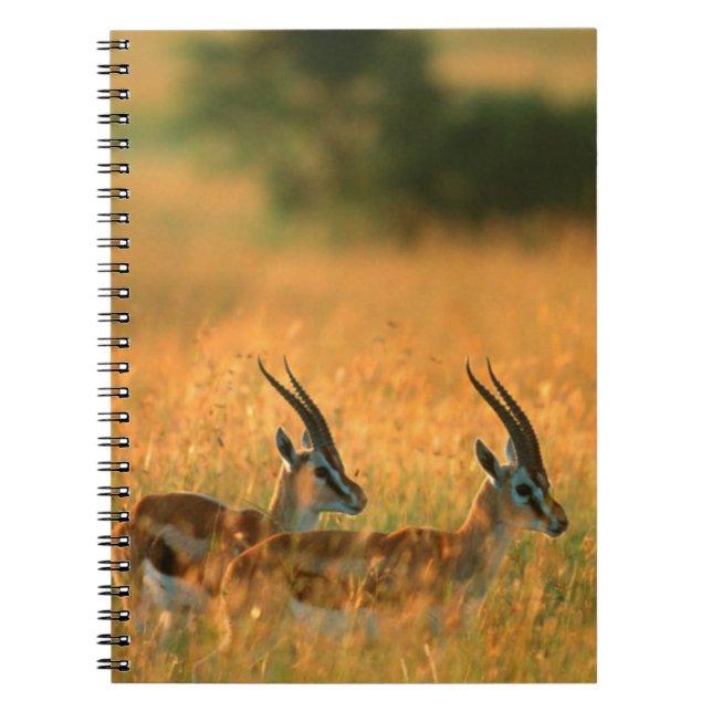 Thomson's Gazelle (Gazella Thomsonii) At Dawn Notebook (Front)