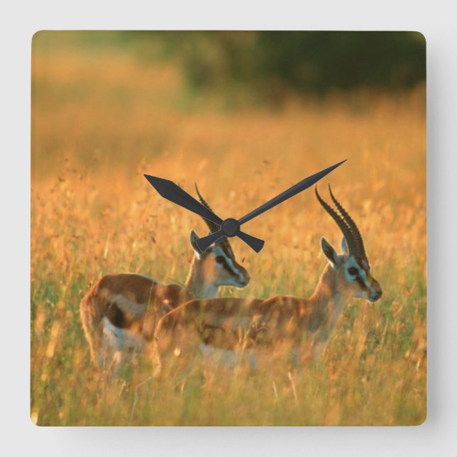 Thomson's Gazelle (Gazella Thomsonii) At Dawn Square Wall Clock (Front)