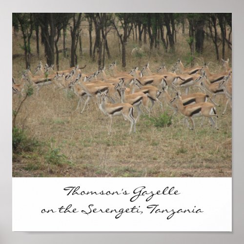 Thomsons Gazelle on the Serengeti Ta Poster