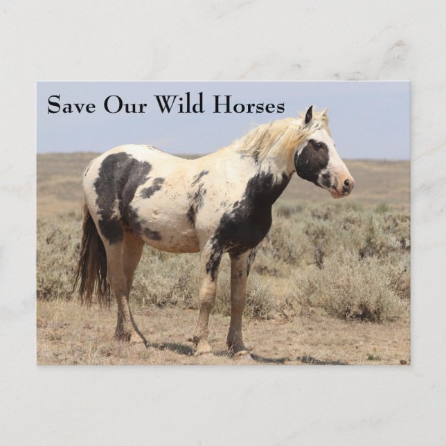 Thor McCullough Peaks Wild Horse Postcard (Front)