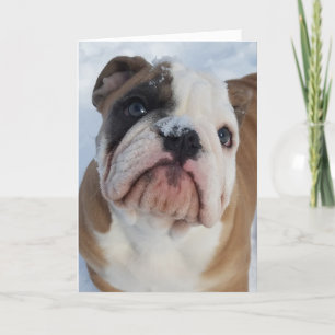 Thor The Bulldog Merry Christmas Card