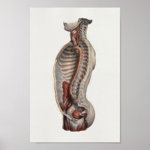 Thoracic Cavity Aorta Spine Vintage Anatomy Print