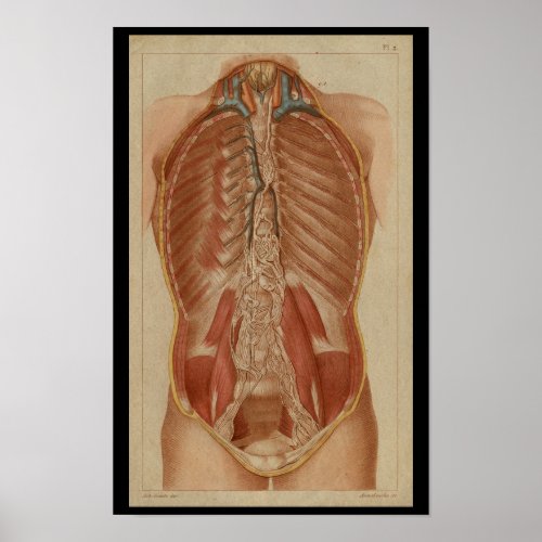 Thoracic Cavity Vintage Human Anatomy Print