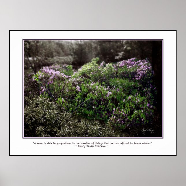 Thoreau Quote Poster - Sheep Laurel (Front)