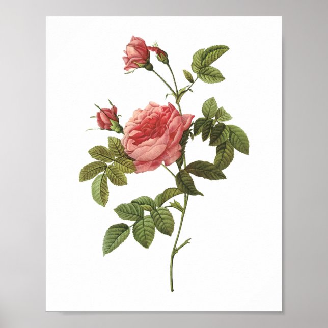 thornless rose(Rosa inermis) by Redouté Poster (Front)