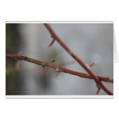 Thorns (Front Horizontal)