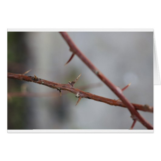 Thorns (Front Horizontal)