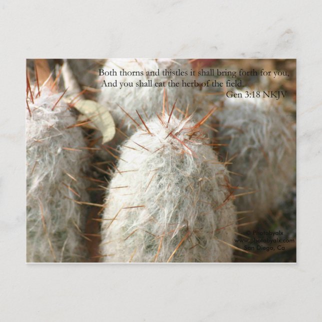 Thorns Postcard (Front)