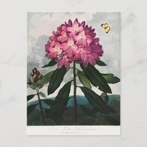 THORNTONS PONTIC RHODODENDRON POSTCARD