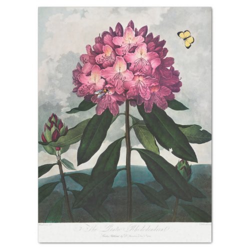 THORNTONS PONTIC RHODODENDRON TISSUE PAPER