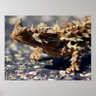 Thorny Devil Lizard Outback Australia, up to 24x18 Poster
