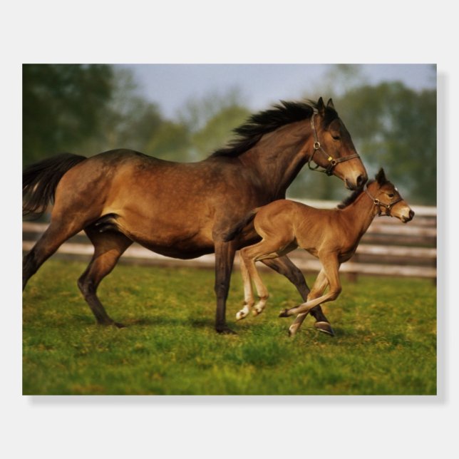Thoroughbred Chestnut Mare & Foal Foam Board (Front)