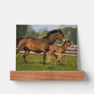 Thoroughbred Chestnut Mare & Foal Picture Ledge